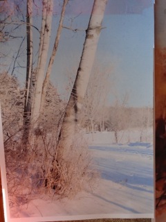 photo of Birches